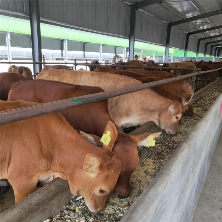 厂家直销-鲁西黄牛-种牛犊现货-作种鲁西黄牛养殖价格-产地货源-龙翔牧业