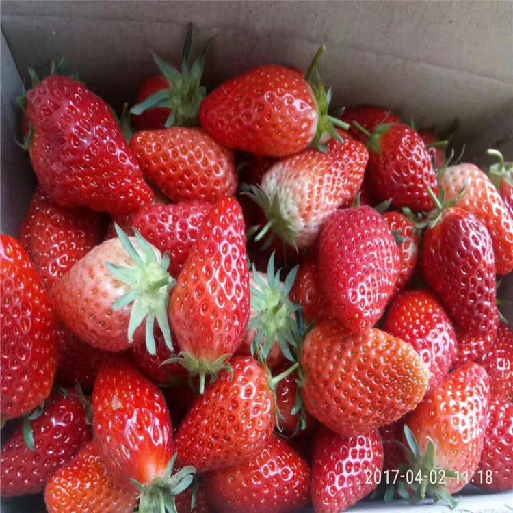 白草莓苗批发 黑草莓苗批发 章姬草莓苗 处理四季草莓苗