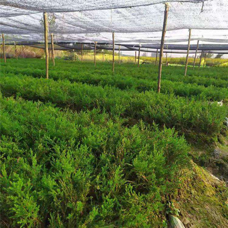 小龙柏 发芽率高品种 供应小龙柏  高1.5米-4米高龙柏树苗价格 万青园林
