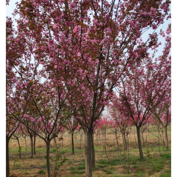 高干吉野樱花乔木种植 吉野樱花厂家批发 16公分染井吉野樱  万青园林