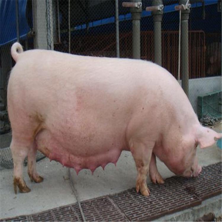 大母猪十六头小白猪图片