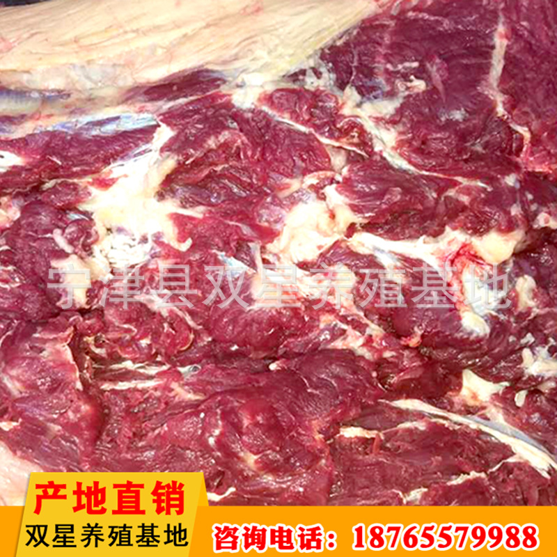 厂家直销 蒙古进口新鲜马肉营养价值高 养殖基地批发 欢迎选购示例图18