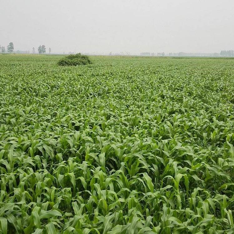 进口墨西哥草种价格 亩产量高 俄罗斯饲料菜牧草 通凯 提供种植技术图片