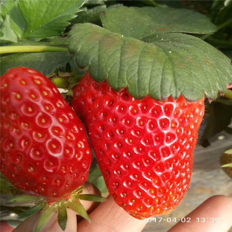 现挖现卖丰香草莓苗 山东草莓苗种植厂家 牛奶草莓苗照片