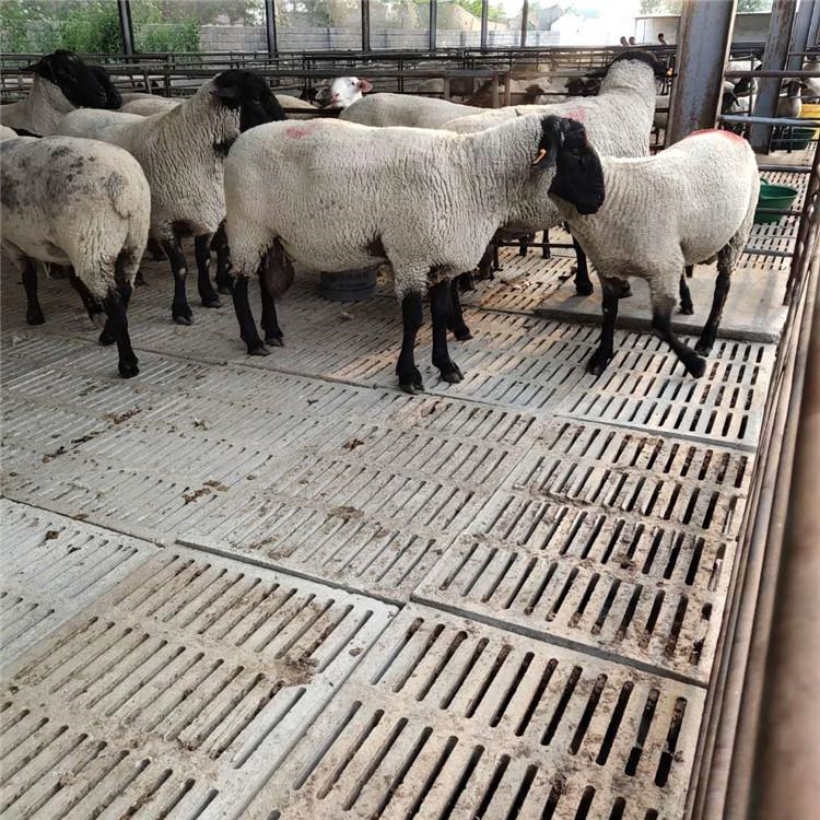 山东萨福克羊种羊养殖基地 通凯 30斤萨福克羊价格 签订回收合同示例图10