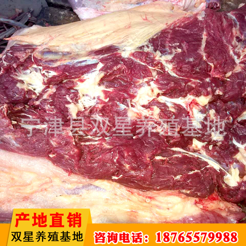 蒙古进口鲜马肉 活马屠宰脖头肉产地直销 天然食品新鲜马肉示例图16