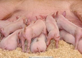 万牧猪业供应高产大白母猪销售全国