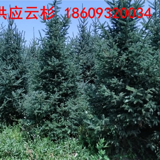 河南云杉树苗种植-河南3米3.5米4米云杉批发价格