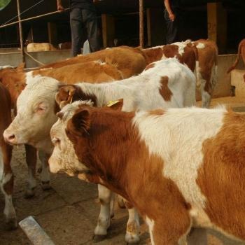 肉牛价格 那里有肉牛 西门塔尔牛 肉牛养殖场 育肥牛价格
