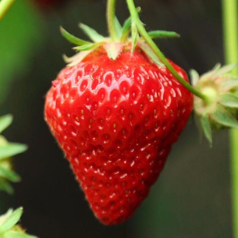 四季草莓苗种子基地   盆栽食用奶油草莓苗南北方室内阳台种植草莓苗当年结果