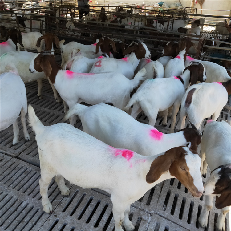 白山羊养殖场批发白山羊 黑山羊种羊 波尔山羊羊羔 白山羊价格示例图12