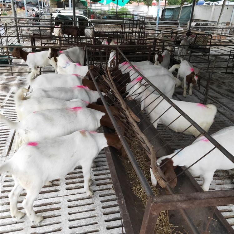 常年出售白山羊 肉羊小羊羔 三四个月的育肥山羊价格 龙翔牧业