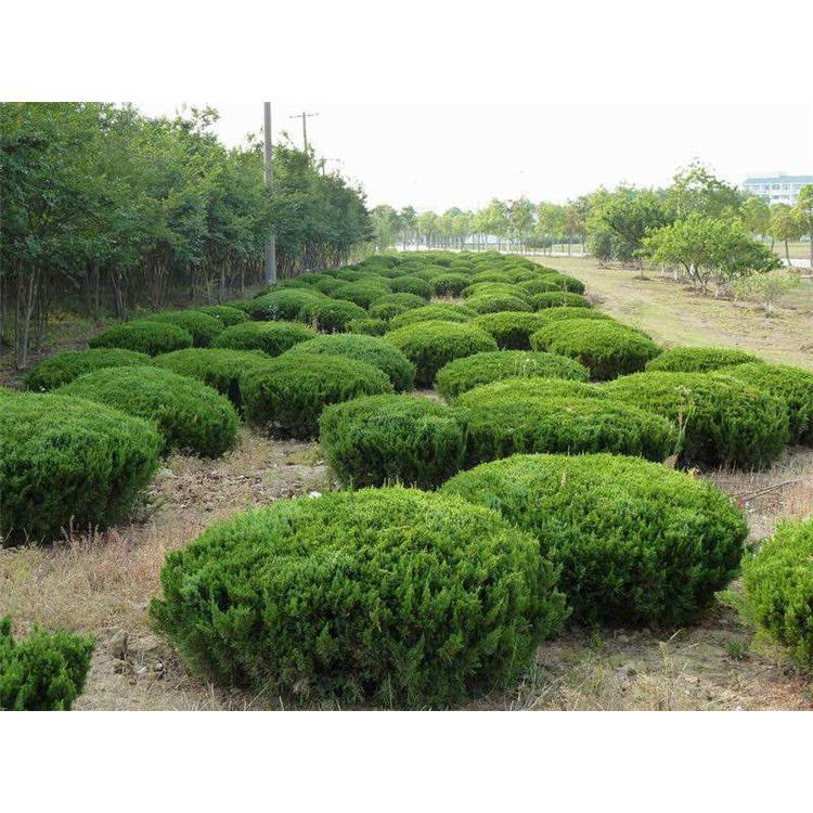 龙柏球  可供观赏造型龙柏  绿化工程树苗 常绿龙柏球  万青园林