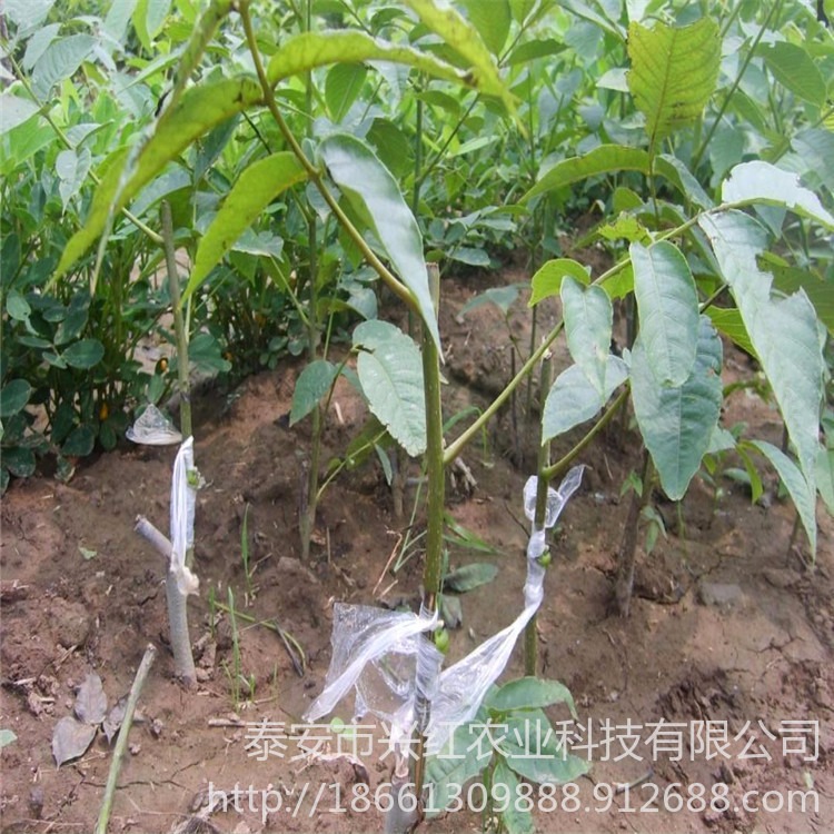适合华北 中南 西南种植中林5号核桃苗 适合栽培种植核桃树苗