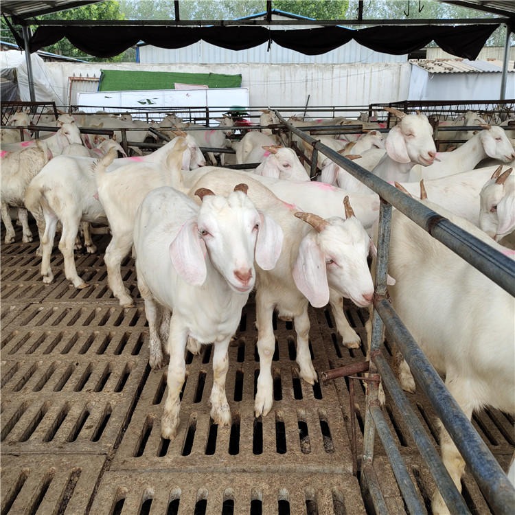 白山羊价格 白山羊种羊批发 美国白山羊羊羔养殖基地