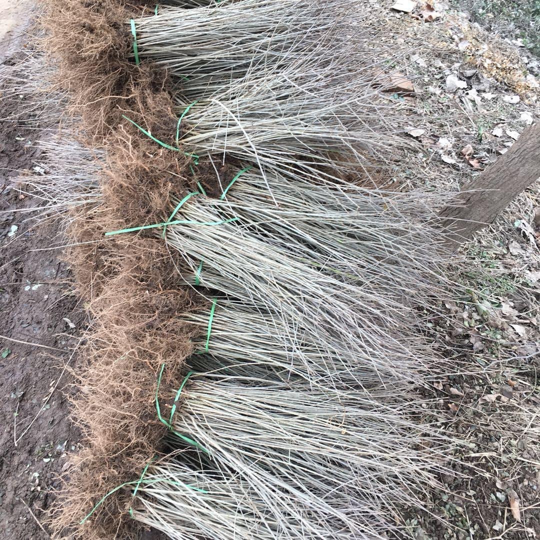 20-80公分水腊绿篱苗  地栽水腊根须壮 青叶水腊产地供应