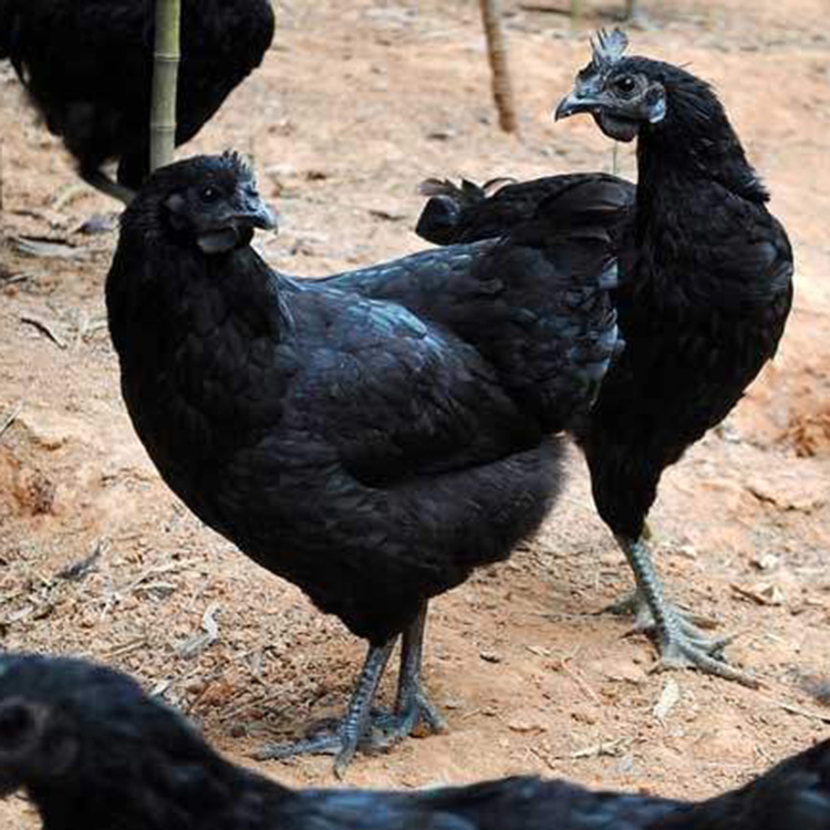 五黑鸡统苗绿壳蛋鸡苗 高成活率农家绿壳蛋鸡 五黑一绿壳土蛋鸡 鼎荣 基地养殖