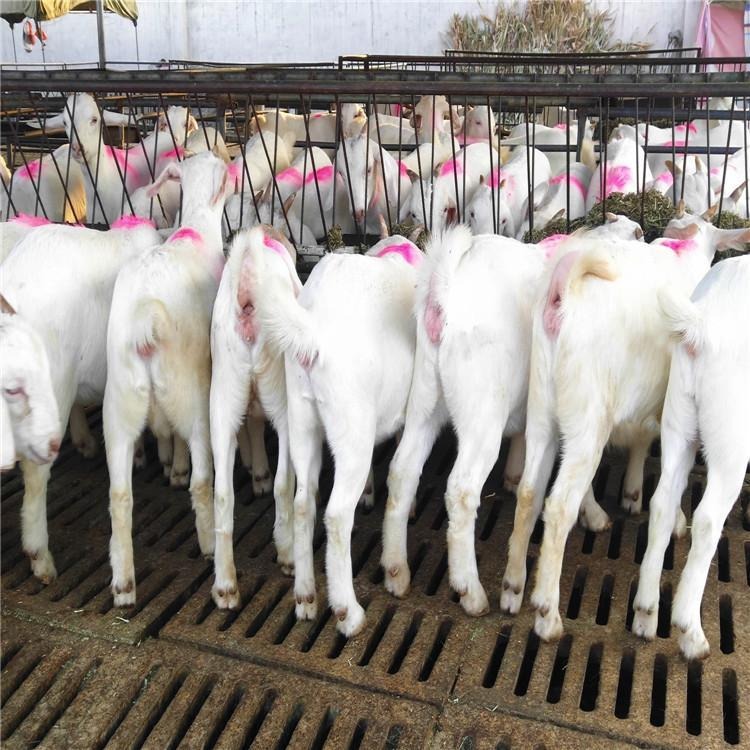 龙翔养殖场 批发白山羊肉羊 白山羊价格 纯种白山羊种羊批发图片
