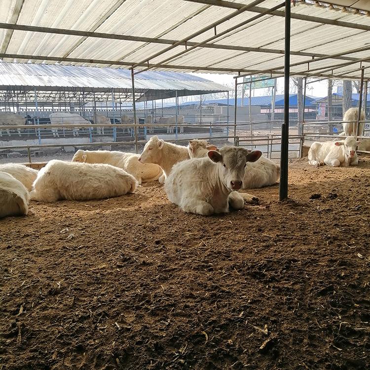 夏洛莱牛养殖场厂家 正规肉牛养殖场 肉牛养殖技术 现代 大量供应图片