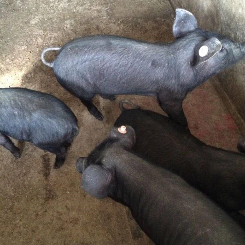黑猪苗价格 黑猪仔 黑仔猪 黑毛猪 生态黑猪苗图片