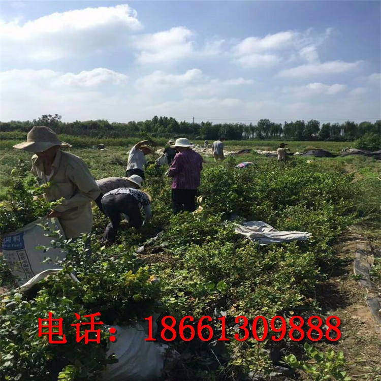 泰安兴红农业苗圃大量出售薄雾 奥尼尔蓝莓苗 蓝莓苗价格 蓝莓树苗新品种