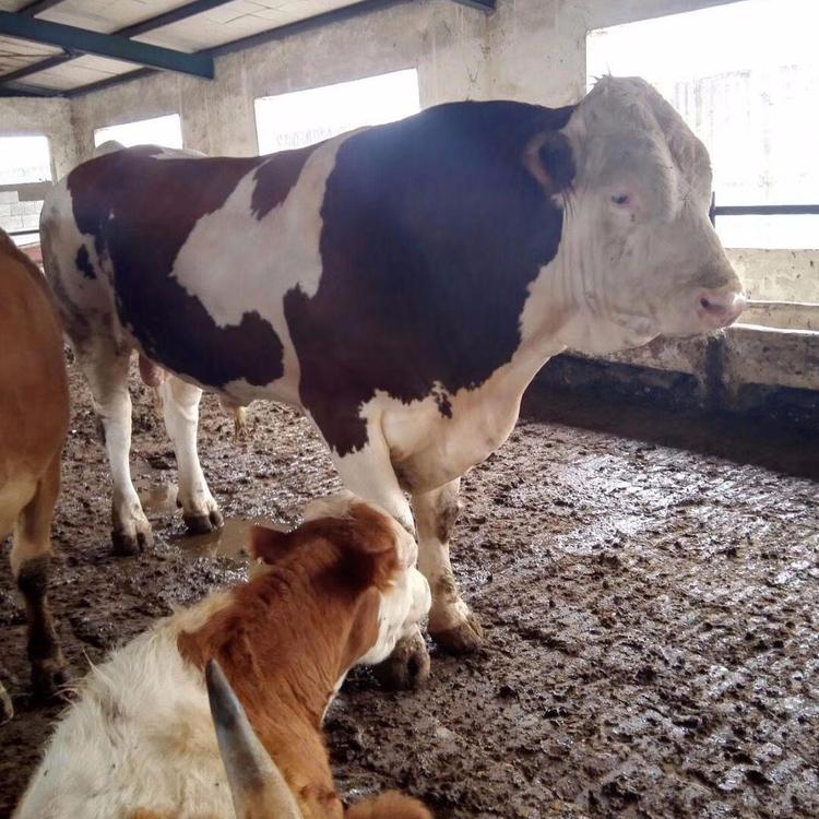 西门塔尔牛 唐山肉牛养殖场 批发改良西门塔尔牛 恩特牧业 价格实惠
