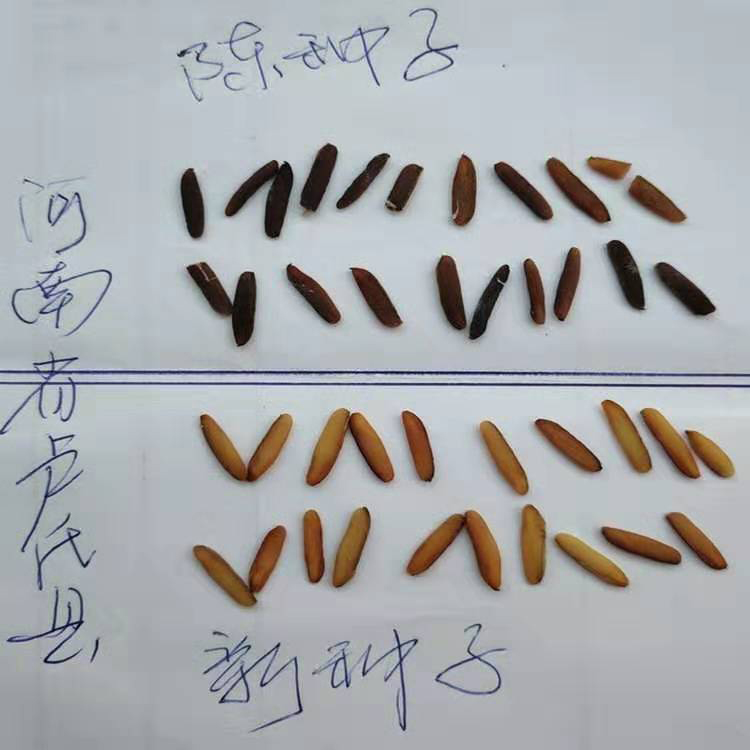 优质高产杜仲种子优质杜仲种子批发销售销售杜仲种子大同创药材