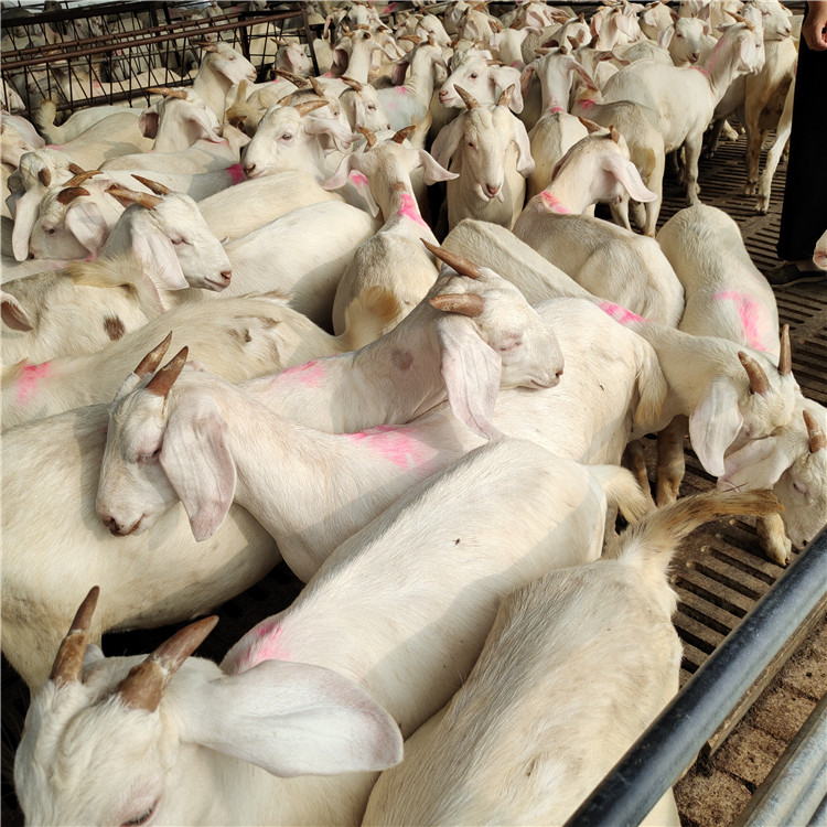 龙翔白山羊养殖场 白山羊价格 美国白山羊 白山羊苗批发示例图12