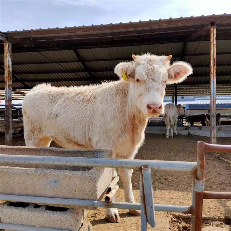 夏洛莱牛300斤价格 肉牛养殖场批发 改良肉牛价格 现代 批发供应