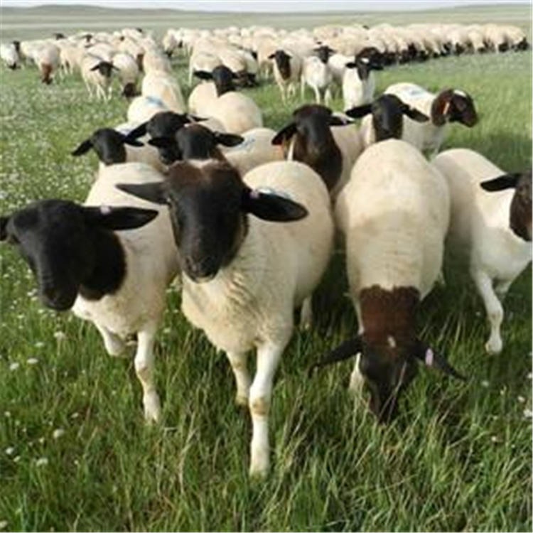 努比亚杜泊羊 杜泊羊肉羊养殖 通凯牧业