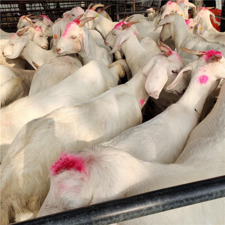 美国白山羊母羊 美国白山羊怀孕母羊 龙翔 大量批发白山羊种羊 直销白山羊