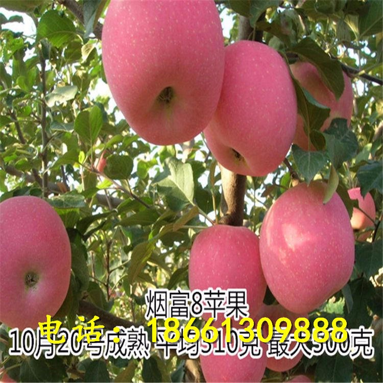 苗圃直销矮化苹果苗 瑞阳 瑞雪苹果根系发达易成活