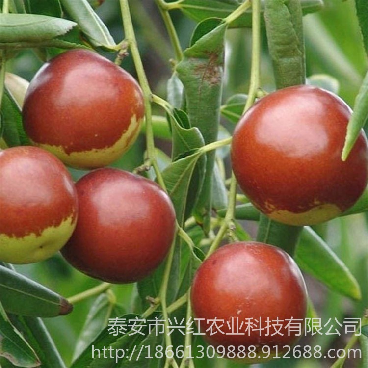 珍珠枣油桃苗批发 地栽盆栽南北方可种植 桃树苗新品种基地 枣树苗价格