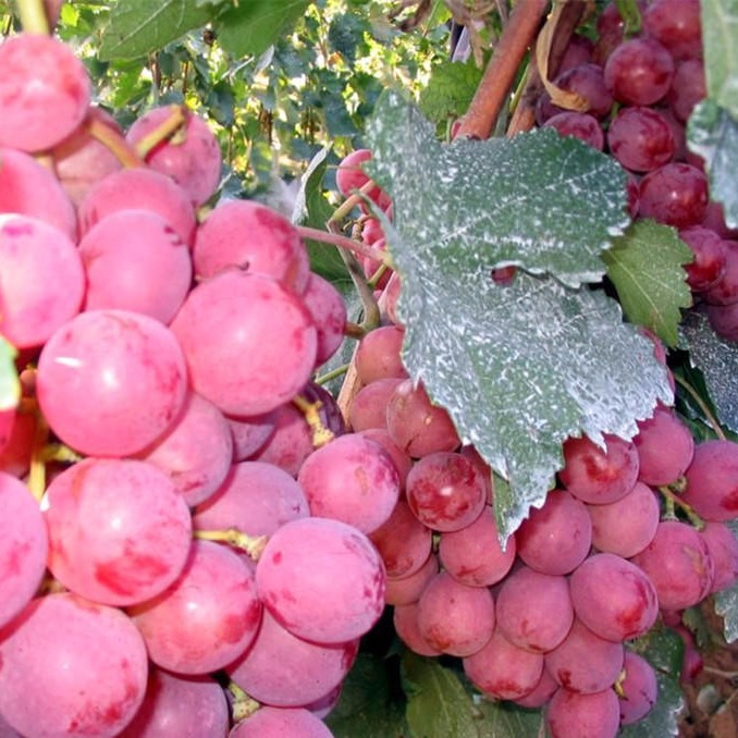 葡萄苗直销 红提葡萄 夏黑 巨峰 品种齐全 庭院嫁接果树葡萄