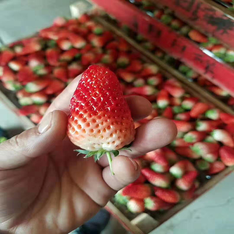 大棚种植的草莓苗  丰香草莓苗批发基地 基地现货供应红颜草莓苗 茂源园艺