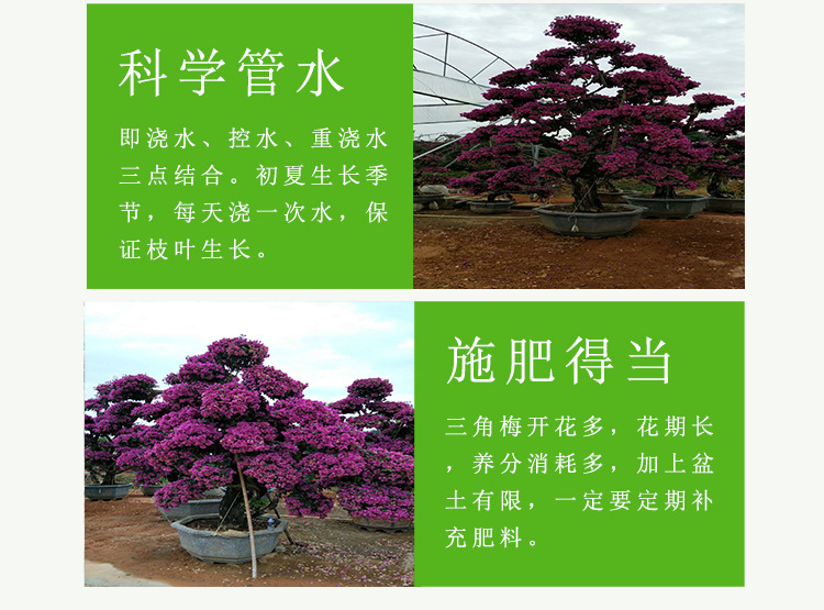 三角梅桩景（高度2米5）紫色桩景造型  盆栽勒杜鹃 大苗三角梅示例图4