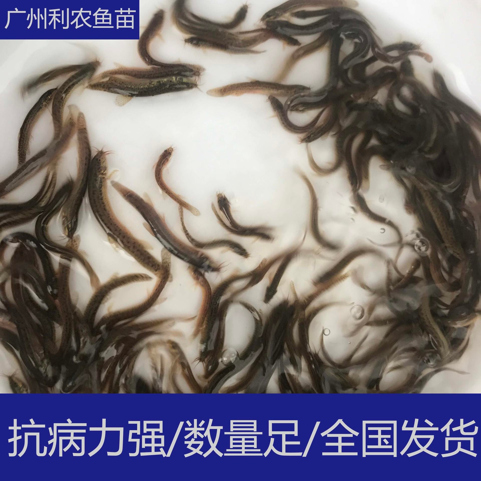 技术指导 贵州贵阳台湾泥鳅苗出售 3-5cm泥鳅鱼苗养殖场