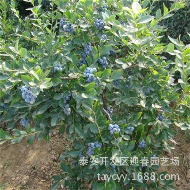 基地出售精品蓝莓苗  结果率高  薄雾蓝丰蓝莓树苗  调节土地酸碱度