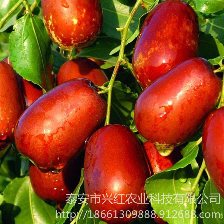 大红枣树苗产量高 批发枣树苗价格 保湿邮寄带土发货