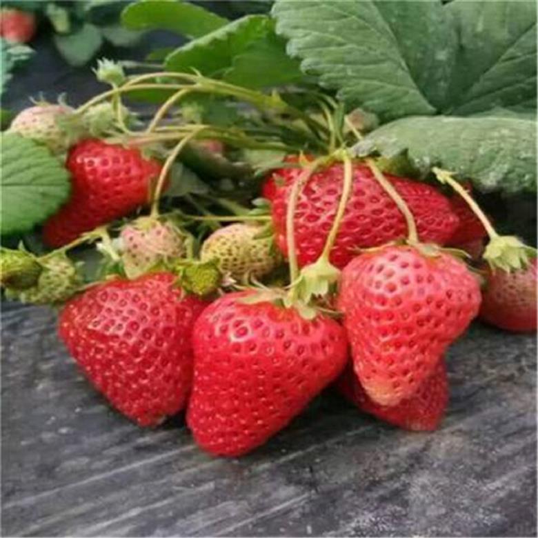 天津小白草莓苗报价中心 甜宝草莓苗 -成品苗