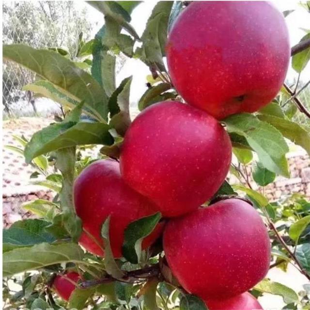 基地大量出售红富士苹果苗，结果圆满，果实大，香甜可口，水份多  矮化苹果苗