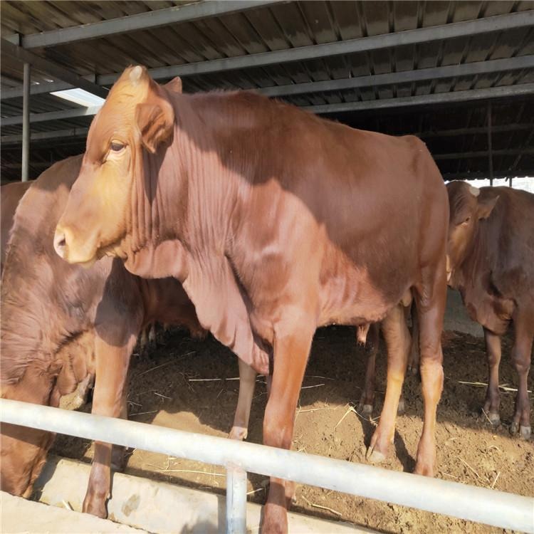 纯种鲁西黄牛-小牛苗-鲁西黄牛种牛-种牛犊-改良种牛200斤牛-龙翔牧业图片