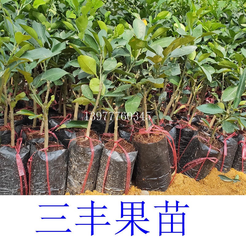 高产品种越南青柚苗四季柚苗果园基地南北方种植盆栽地栽果树苗