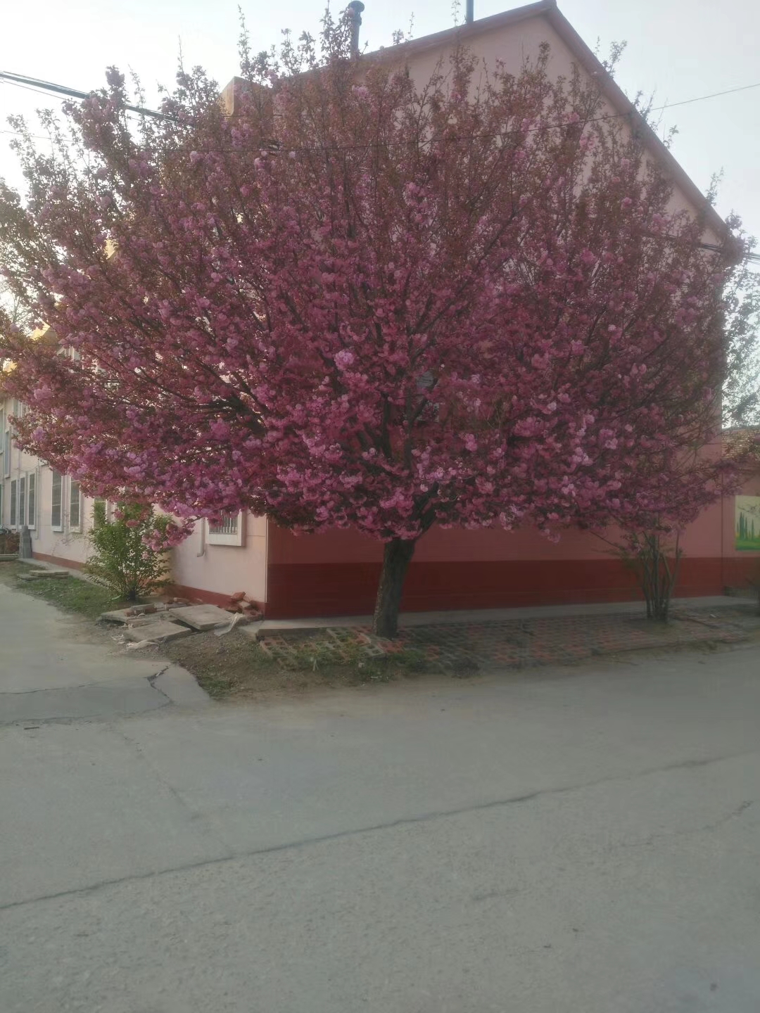 樱花树  价格优惠 公路绿化苗樱花树