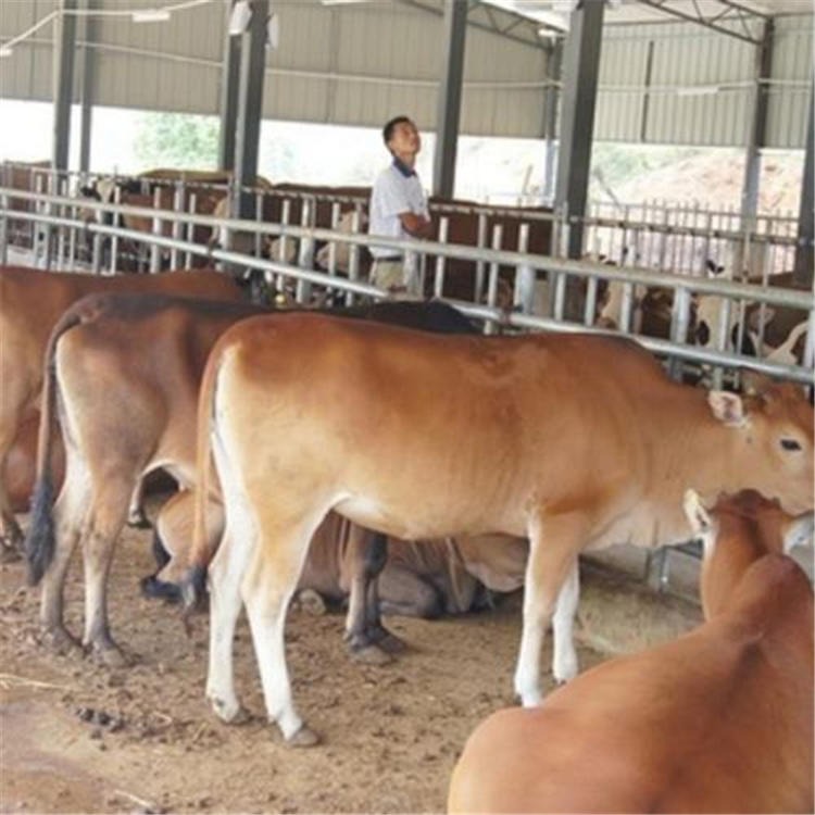 黑白花牛养殖基地 通凯牧业 包运输包成活 大量鲁西黄牛价格 西门塔尔牛品种优良尔牛