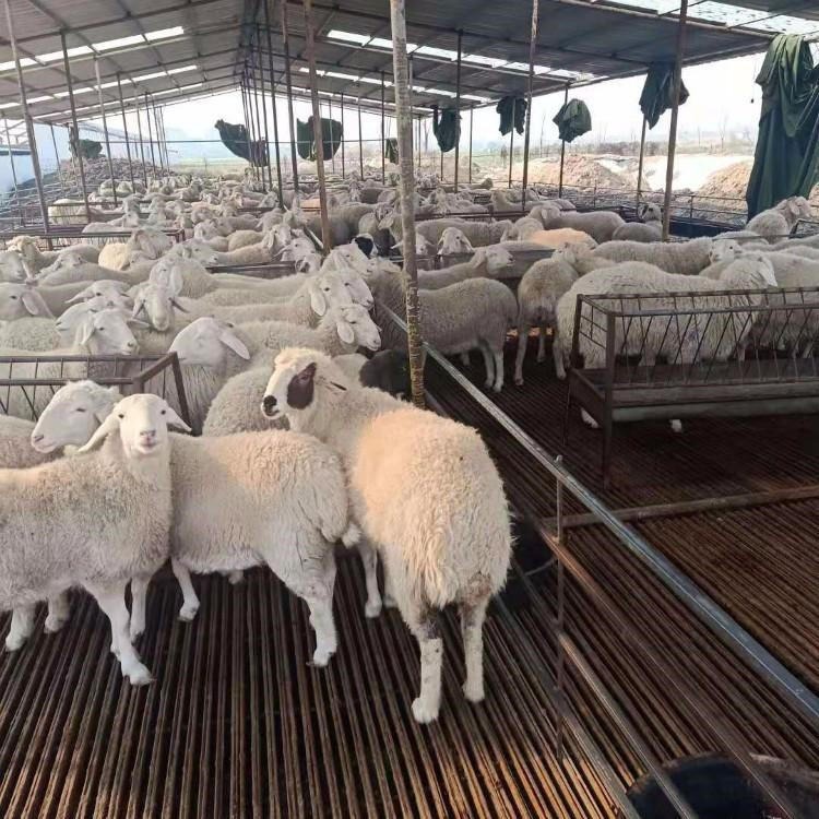 纯种小尾寒羊报价 小尾寒羊价格 通凯 肉羊养殖场 肉羊价格活羊价格表 养羊场图片