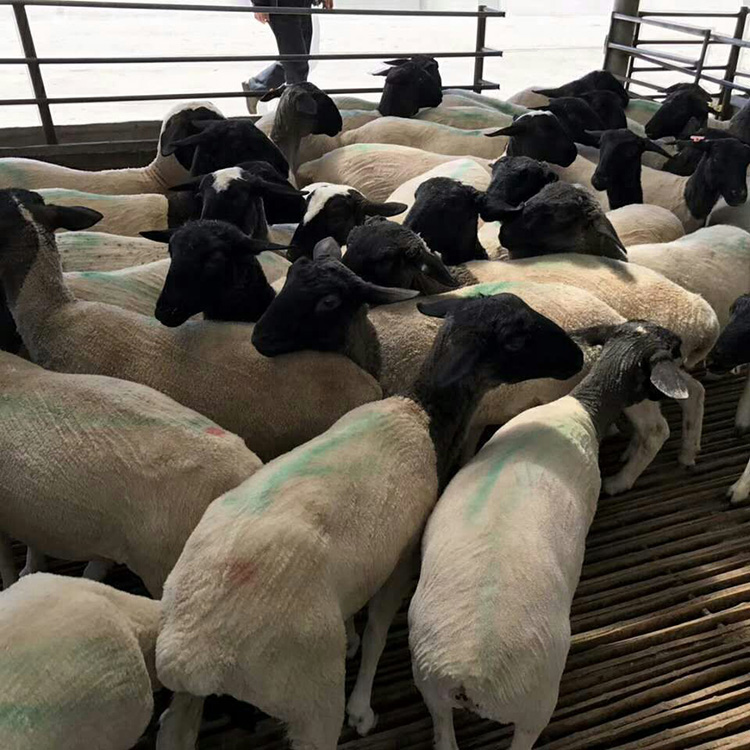 杜泊绵羊养殖场 杜泊绵羊羊羔养殖要点 杜泊羊养殖基地 现代 销售价格图片