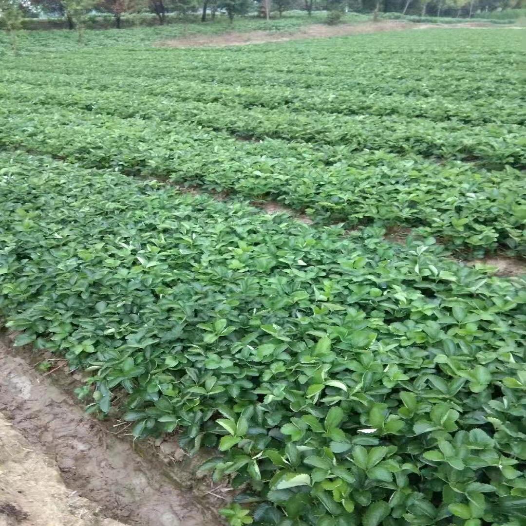 法兰地草莓苗工程苗 大赛草莓苗优质基地
