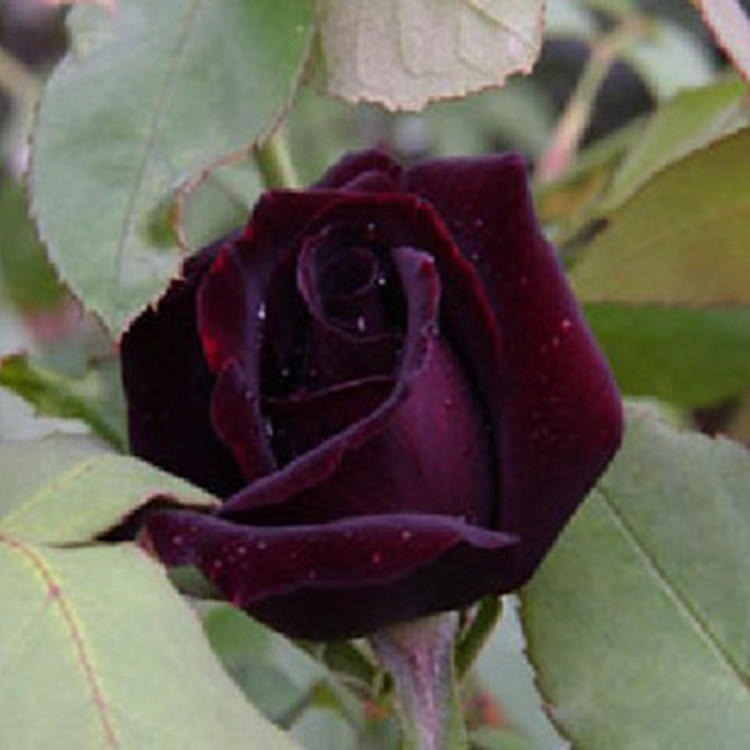 出售耐寒庭院观花盆栽阳台植物黑珍珠月季大花月季品种月季花