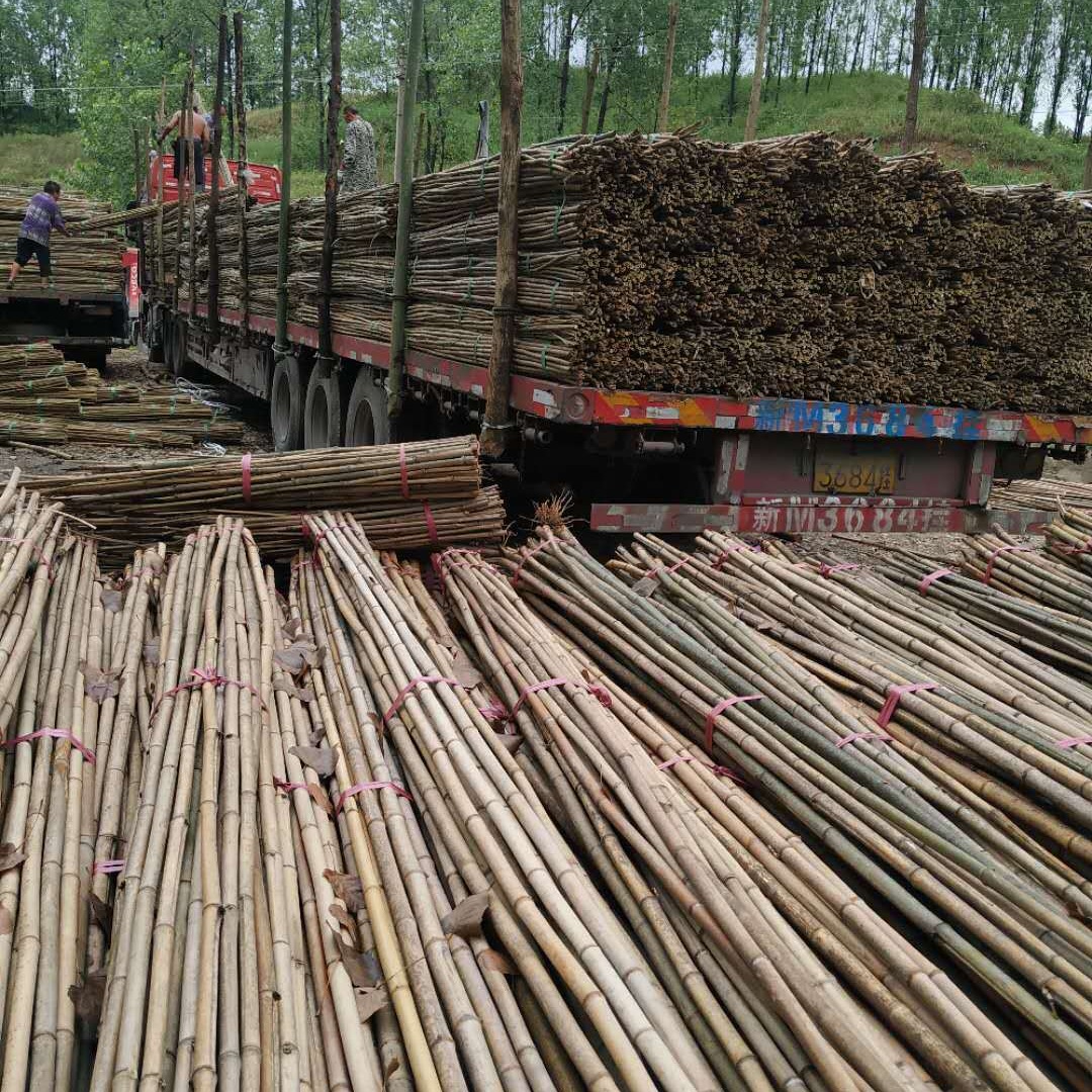 至诚平价毛竹 产地现货供应农用2.2-2.5米菜架杆 3米菜架杆批发 树撑竹杆